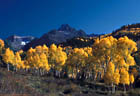 September - Fall Aspens along the access road to East Dallas Creek, San Juan Mountains, Colorado