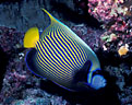 Imperial Angelfish in a cave at Taveuni, Fiji