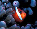 Tomato Clownfish in purple Anemone, Astrolabe Reef, Kadavu, Fiji