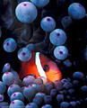 Tomato Clownfish in "Eyeball' anemone, Astrolabe Reef, Kadavu, Fiji
