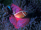 Clownfish in Sea Anemones