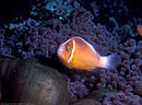 Skunk Clownfish in iridescent purple tentacled Sea Anemone, Astrolabe Reef, Kadavu, Fiji