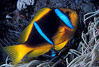 A Twin-barred Anemone Fish above the tentacles of a pink-tipped Sea Anemone, Astrolabe Reef, Kadavu, Fiji