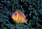 Skunk Clownfish in green tentacles of a Sea Anemone, Astrolabe Reef, Kadavu, Fiji