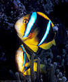 Pair of Twin-barred Clownfish above grey Anemone, Astrolabe Reef, Kadavu, Fiji