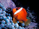 Tomato Clownfish outside protective Anemone, Astrolabe Reef, Kadavu, Fiji