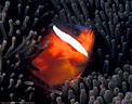 Tomato Clownfish in green Anemone, Astrolabe Reef, Kadavu, Fiji