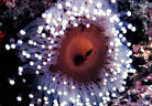 A Large unidentified Corallomorph on a vertical in deep water. Astrolabe Reef, Kadavu, Fiji