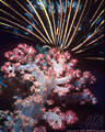 Apricot Soft Coral and Crinoid fan, Laboratory Point, Kadavu, Fiji