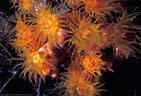 A group of Orange Hard Corals expanded for nighttime feeding at Astrolabe Reef, Kadavu, Fiji
