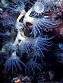 Unusual nocturnal colony of White Anemones, Astrolabe Reef, Kadavu, Fiji