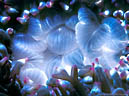 Mouth of large Anemone, Astrolabe Reef, Kadavu, Fiji