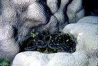 Tridacna Clam in a background of convoluted Hard Coral, Marion reef, Coral Sea, Australia