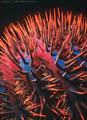 Detail of Crown-of-Thorns Starfish, unnamed pinnacle, Marion Reef, Coral Sea, Australia