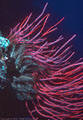 Red Thread Gorgonian and silver Crinoid, Astrolabe Reef, Kadavu, Fiji