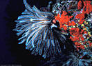 A feeding Crinoid with Red Encrusting Sponge indicates fast currents.  Astrolabe Reef, Kadavu, Fiji
