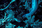 Large Stokes' Sea Snake on the hunt, Swain reef, Great Barrier Reef, Coral Sea, Australia