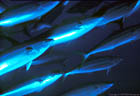 A school of Mackerel glide past on Marion Reef, Coral Sea, Australia