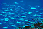 A school of Fusiliers swim past at Giddings Reef, Marion Reef, Coral Sea, Australia