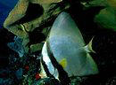 Silver Batfish under Leather Coral, Marion reef, Coral Sea, Australia