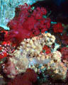 A group of Soft Coral under a sheltering Table Coral at the Great White wall, Taveuni, Fiji