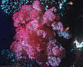 A large flamingo colored Soft Coral beneath Table Coral at Marion Reef, Coral Sea, Australia