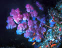 Ice blue and burgundy Soft Coral  at the Great White wall, Taveuni, Fiji