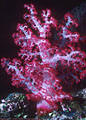 Crimson tree-like Soft Coral, Astroabe Reef, Kadavu, Fiji