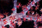 Detail of Soft Coral stem showing white spicules, Astrolabe Reef, Kadavu, Fiji