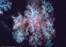 Large pastel Soft Coral at cave mouth, Astrolabe reef, Kadavu, Fiji