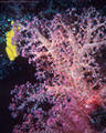 Soft Coral with Yellow Sponge, Astrolabe Reef, Kadavu, Fiji