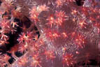 Detail of Soft Coral branch showing beautiful yellow spicules