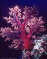 Tree-like deep-water Soft Coral at the base of a deep wall, Astrolabe Reef, Kadavu, Fiji