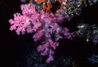 A delicate rose colored Soft Coral from Astrolabe Reef, Kadavu, Fiji
