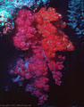 Bright  Soft Corals in unusual colors at Rainbow Reef, Taveuni, Fiji