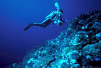 An Underwater Photographer hovers over a coral mound in Fiji's Astrolabe Reef.