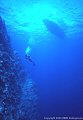 A Scuba diver approaches one of Astrolabe Reef's vertical walls.