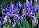  An attractive pair of blossoming Iris, seen on the way to American Basin.