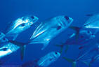 Group portrait of Pelagic Jacks, Half Moon Bay, Roatan, Bay Islands, Honduras