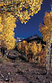 A show of Fall colors along the old road to Blaine Mine.  East Dallas Creek Area.