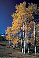 A stand of golden aspens, along the road to West Dallas Creek.