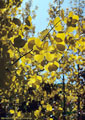 Aspen leaves in fall colors form a delicate pattern. Access road to East Dallas Creek.