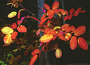 Wild rose in autumn foliage, Vermilion Lakes, Banff National Park.