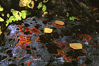 Aspen leaves ans Orange Lichens, Second Vermilion Lake, Banff National Park. 