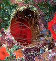 A Lima Clam hides in a tube in the boiler room, Shipwreck Balboa, Grand Cayman Island BWI