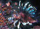 Old Lionfish on a deep, invertebrate-rich wall, Mana, Fiji 