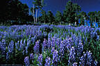 A dense field of Lupine sby the road to Heath Ranch, near Ouray Colorado.