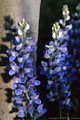 Lupines, beside an Aspen Tree, seem to glow in the diffuse light. 