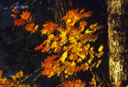 October - Vine Maples at Lost Lake Shore Trail in Mount Hood National Recreation Area, Oregon