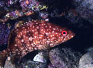 A Mutton Hamlet in a crevice on a wall at Isla San Pedro Nolasco.